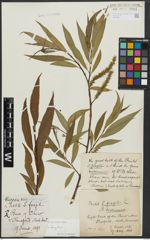 Foto von Salix alba L. x Salix fragilis L.